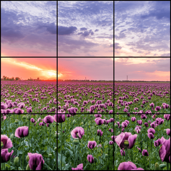 Field of flowers at sunrise