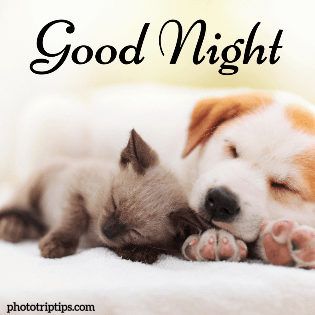 Good night cat and dog