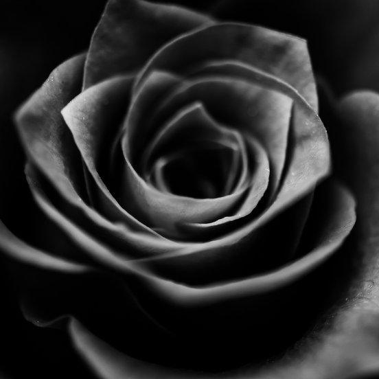 black and white rose